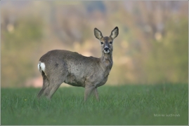 <p>SRNEC OBECNÝ (Capreolus capreolus) Šluknovsko - Jiříkov /European roe deer - Reh/</p>